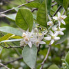 Neroli