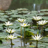 Waterbloemen