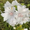 Witte musk