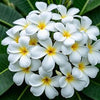 Witte bloemen