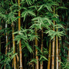 Bamboe