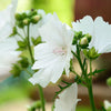 Witte musk